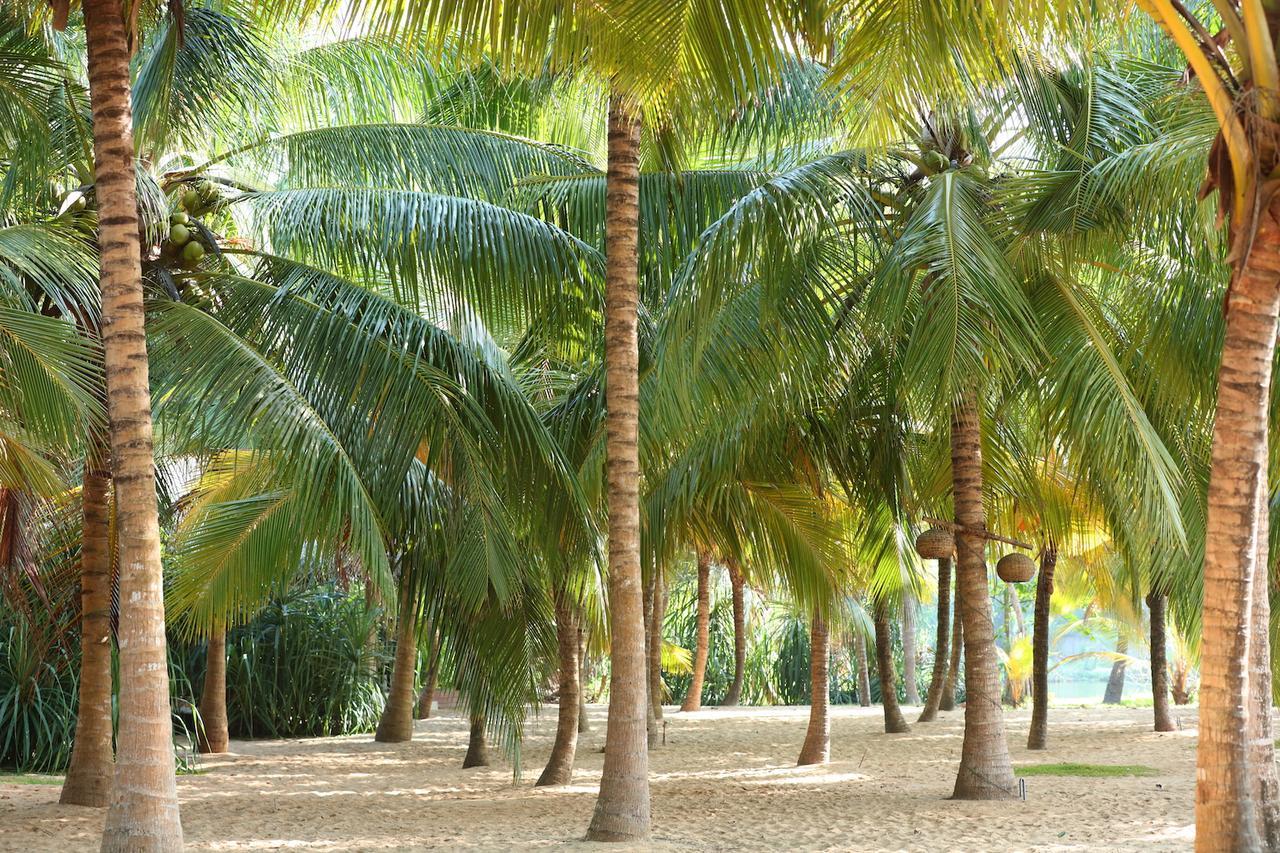 טנגלה Mangrove Beach Chalets מראה חיצוני תמונה
